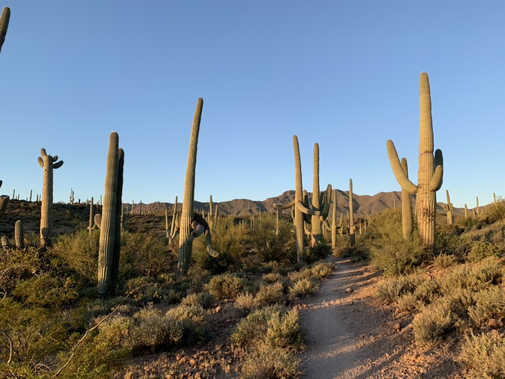 Golden sunlight on saguaros and a desert trail beneath a clear blue sky